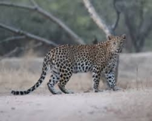 jhalana panther safari